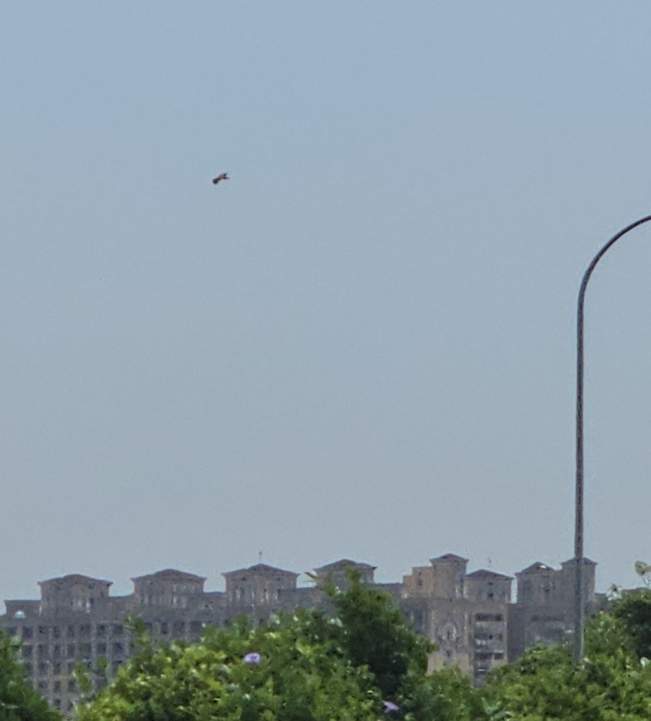 Black-winged Kite - ML617695518