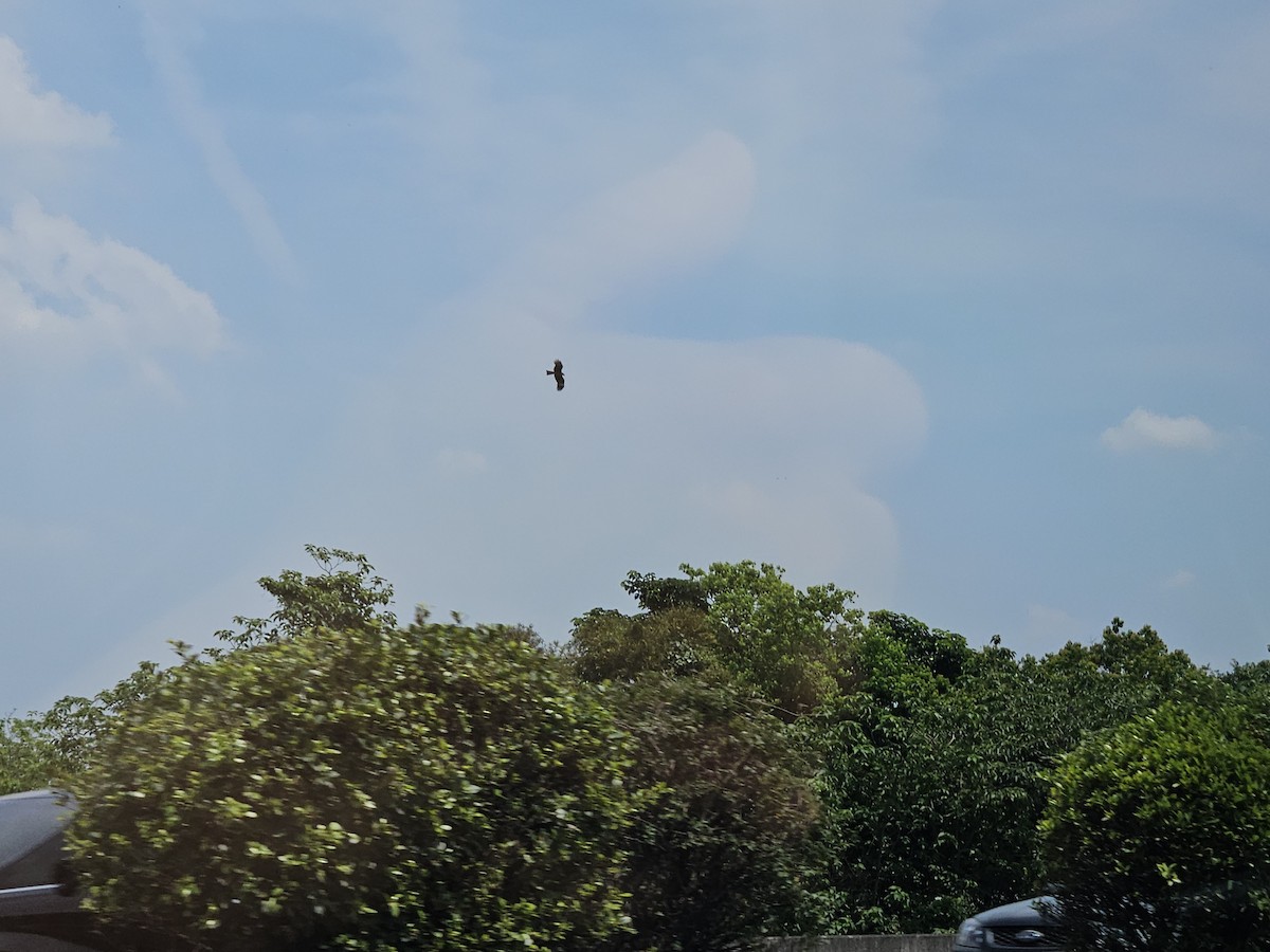 Black-winged Kite - ML617695522