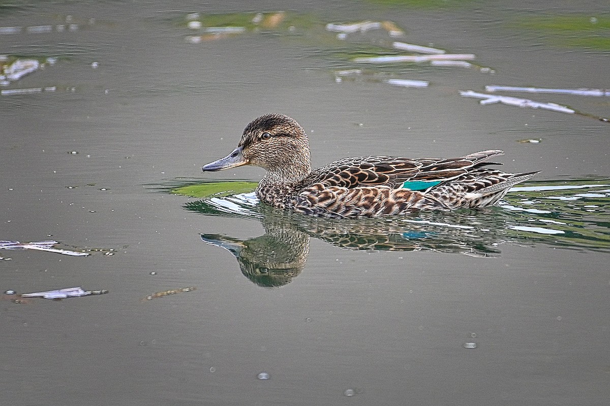 Green-winged Teal - ML617695545