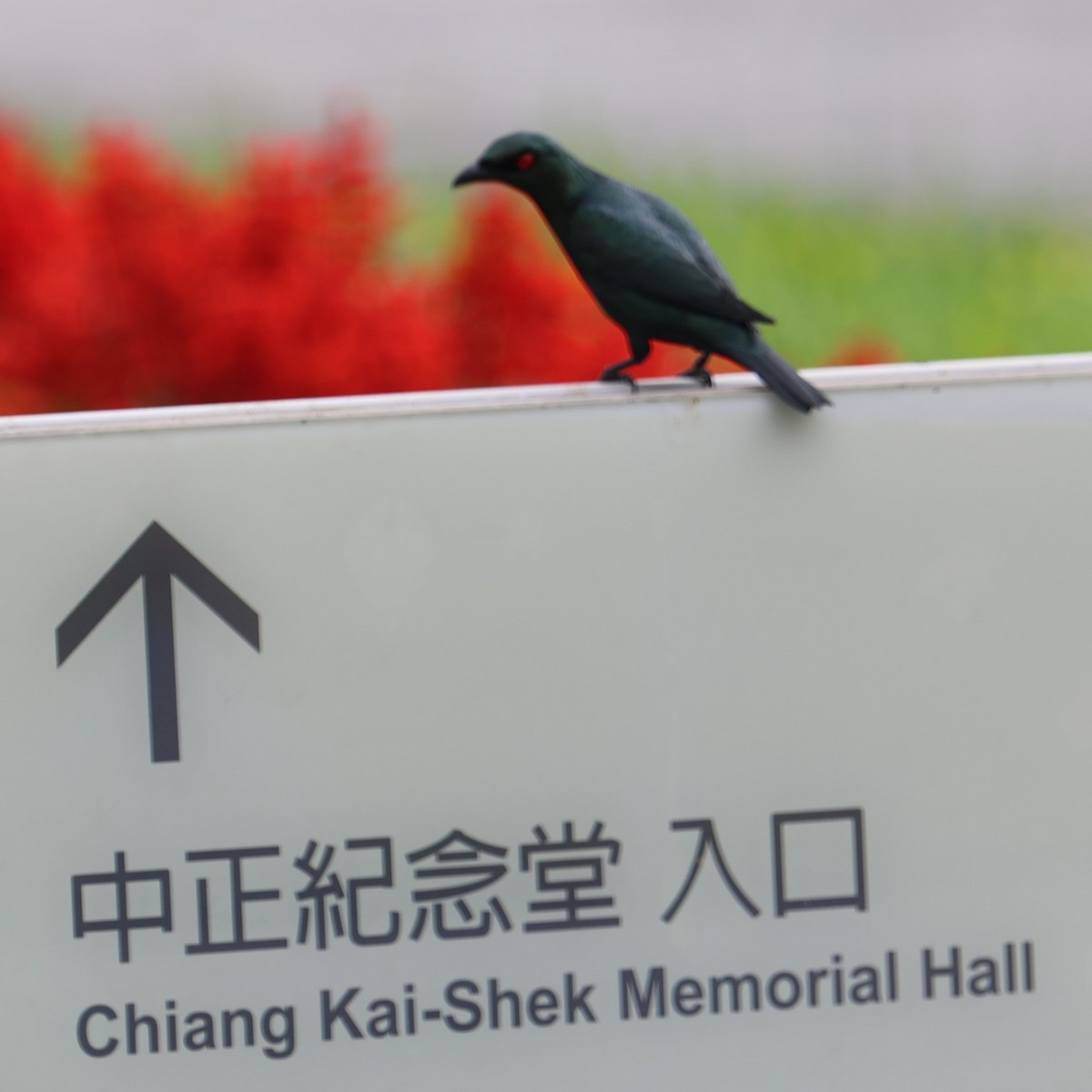 Asian Glossy Starling - Chengheng Hu