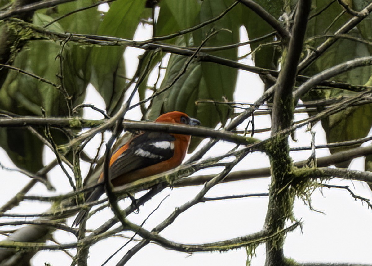 White-winged Tanager - ML617695613
