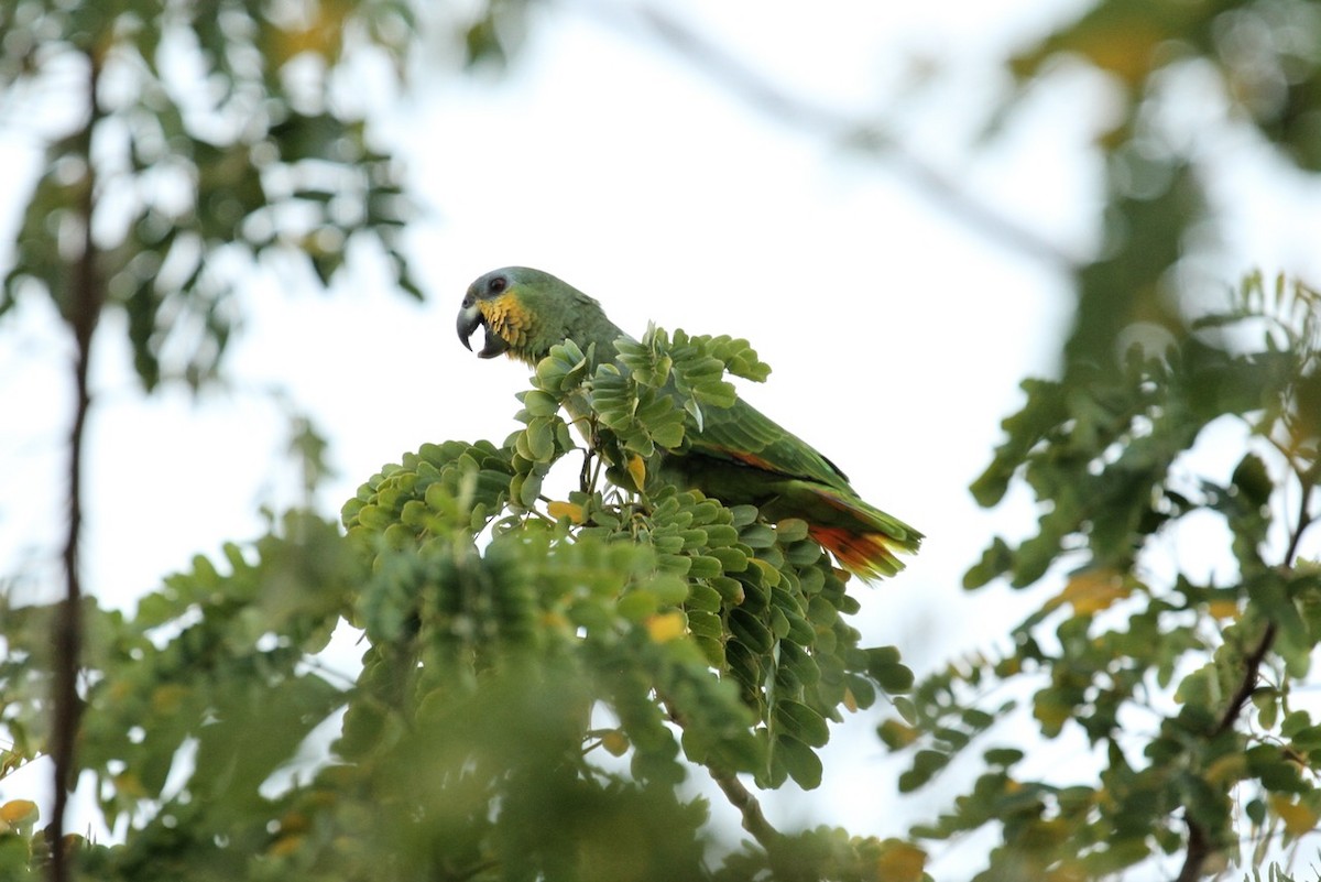 Orange-winged Parrot - E. Hoffa