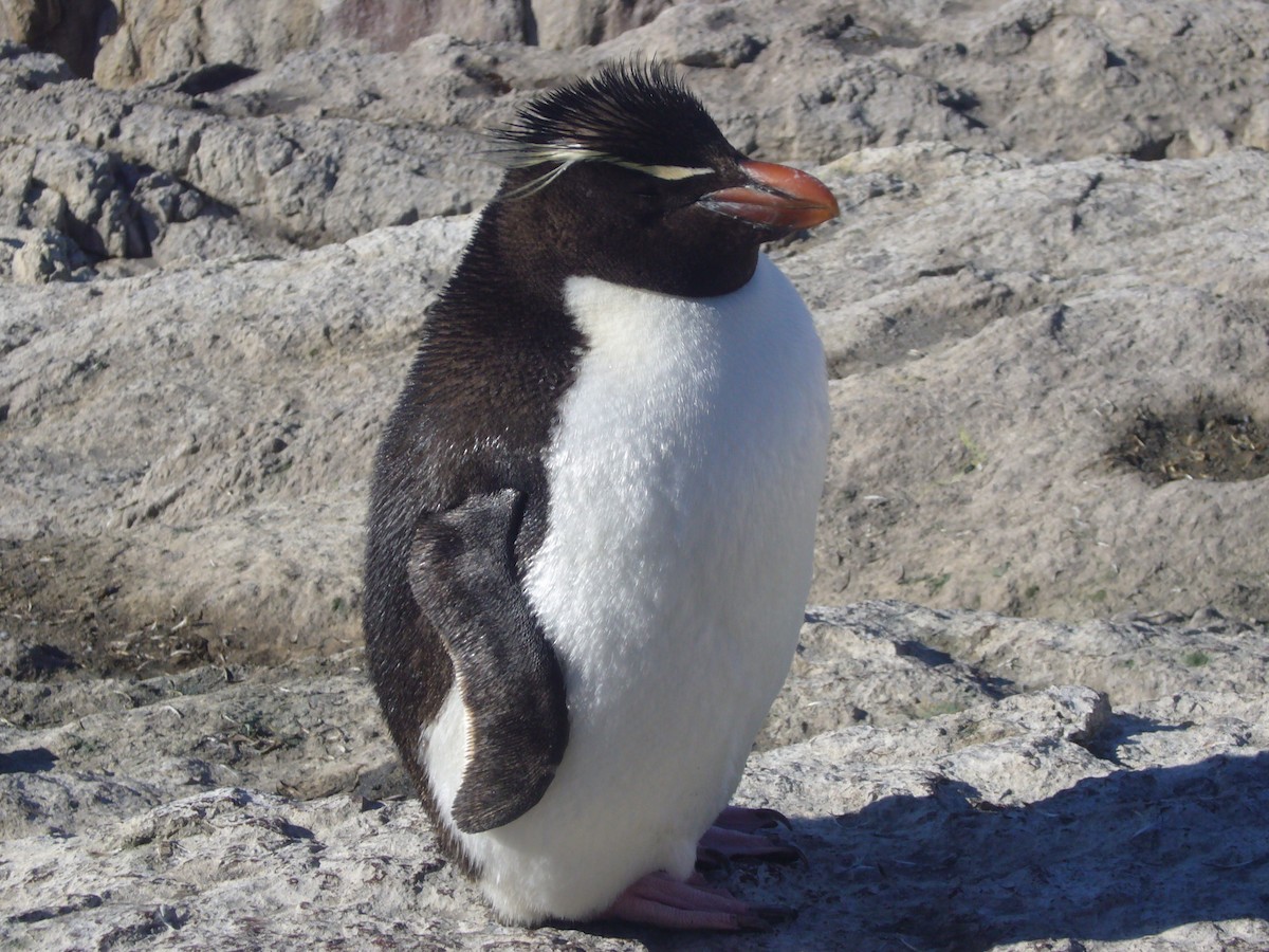 Southern Rockhopper Penguin - ML617695658