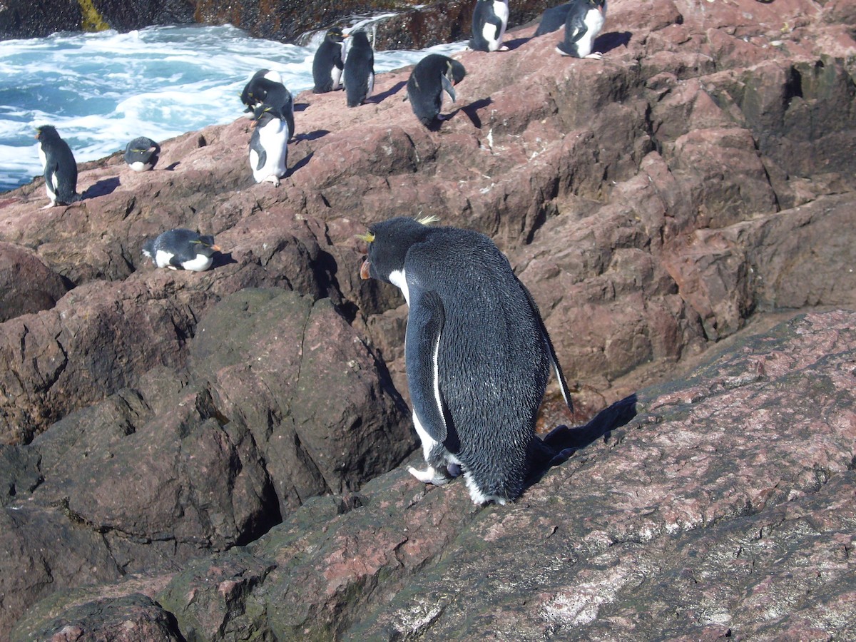 Southern Rockhopper Penguin - ML617695672