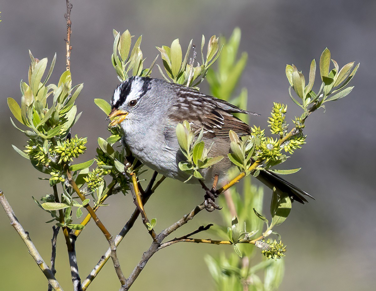 White-crowned Sparrow - Louisa Evers