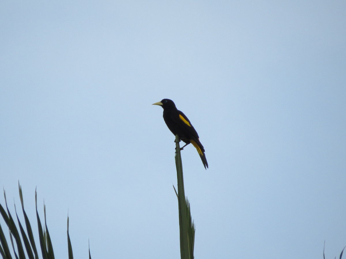 Yellow-rumped Cacique - ML617695775