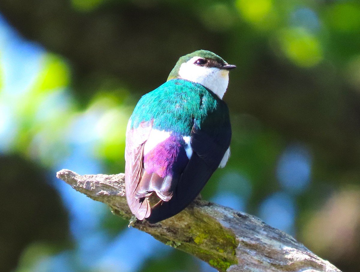 Violet-green Swallow - ML617695779