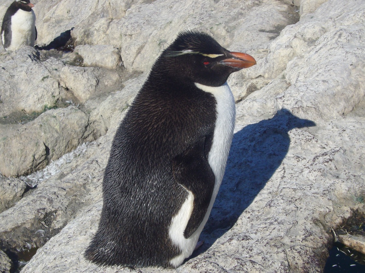 Southern Rockhopper Penguin - ML617695813