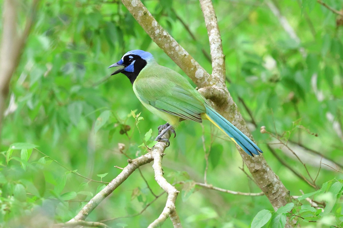 Green Jay - Keith Pflieger