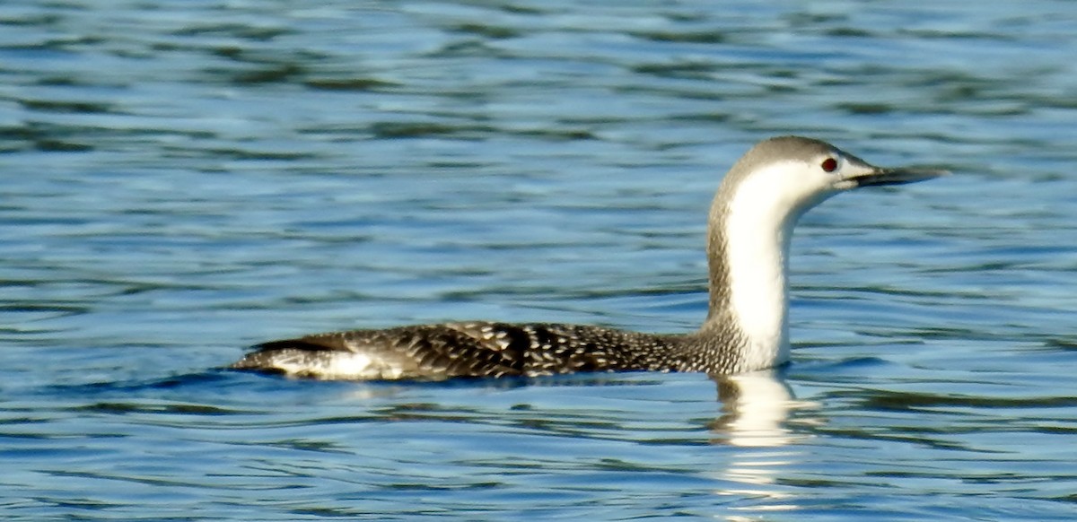 Red-throated Loon - ML617695841