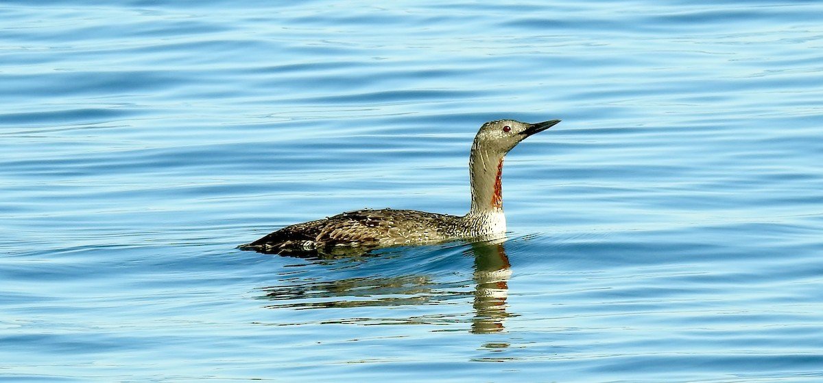 Red-throated Loon - ML617695847