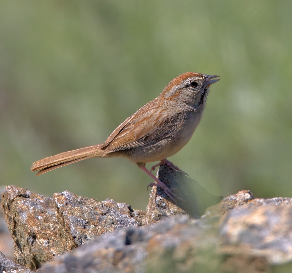 Rufous-crowned Sparrow - ML617695848