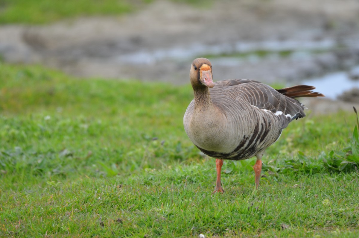 Greater White-fronted Goose - ML617695936