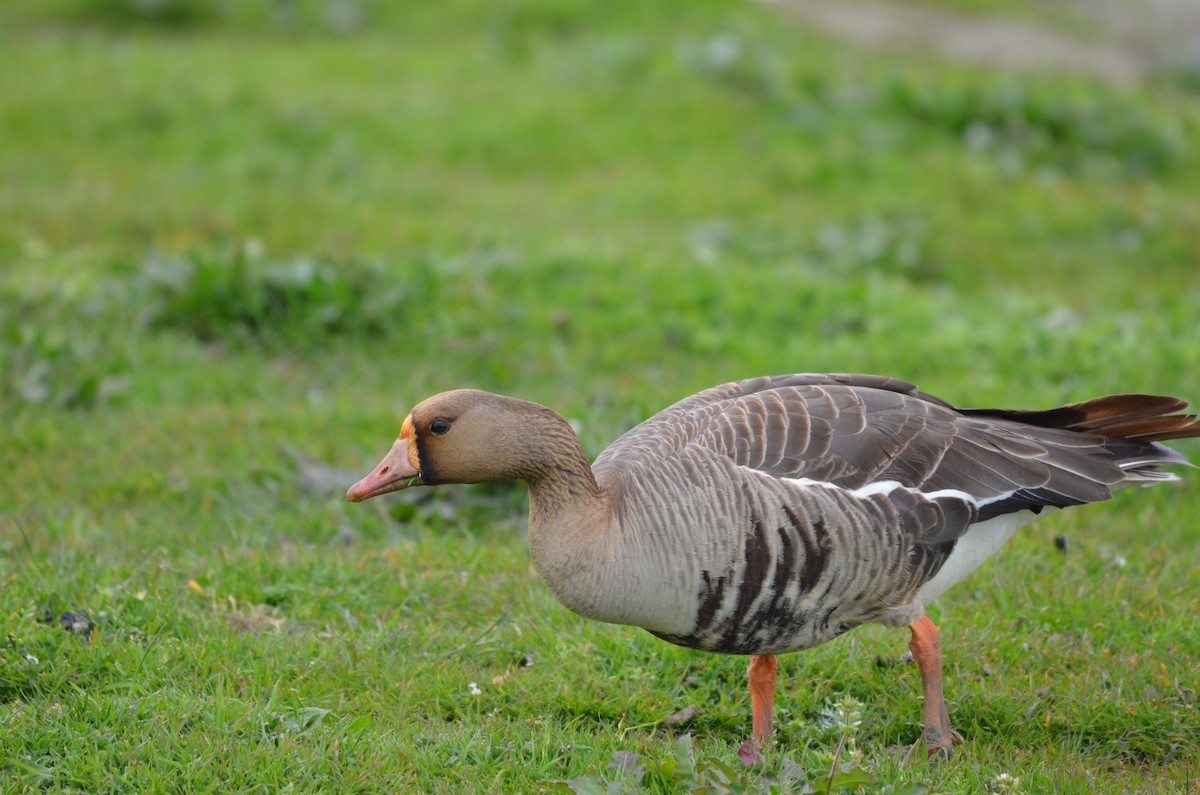 Greater White-fronted Goose - ML617695937