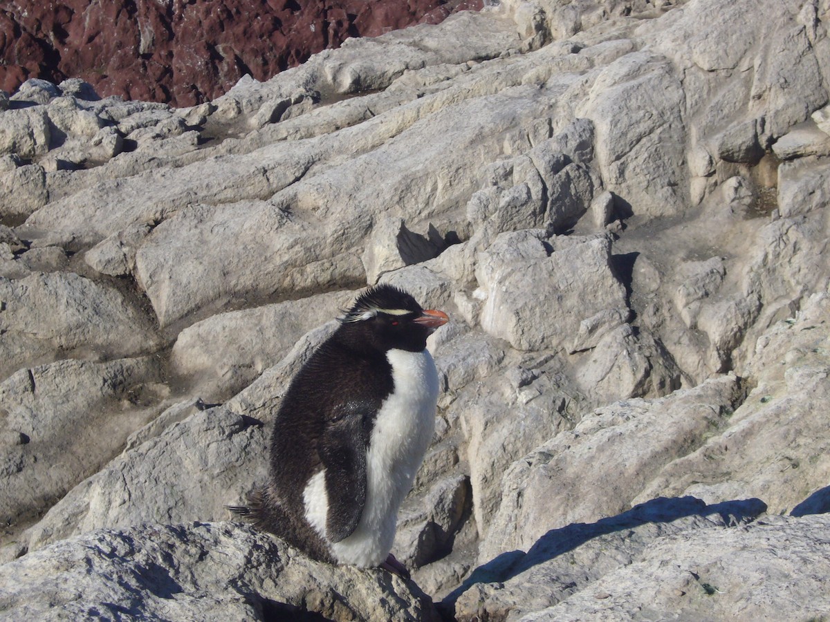 Southern Rockhopper Penguin - ML617695954
