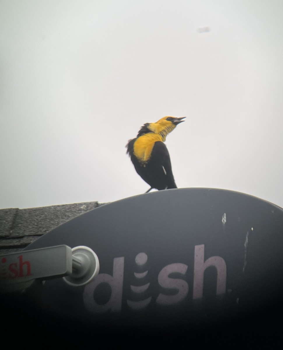 Yellow-headed Blackbird - ML617695958