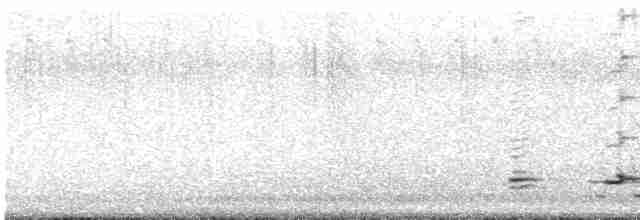 Méliphage carillonneur - ML617695959