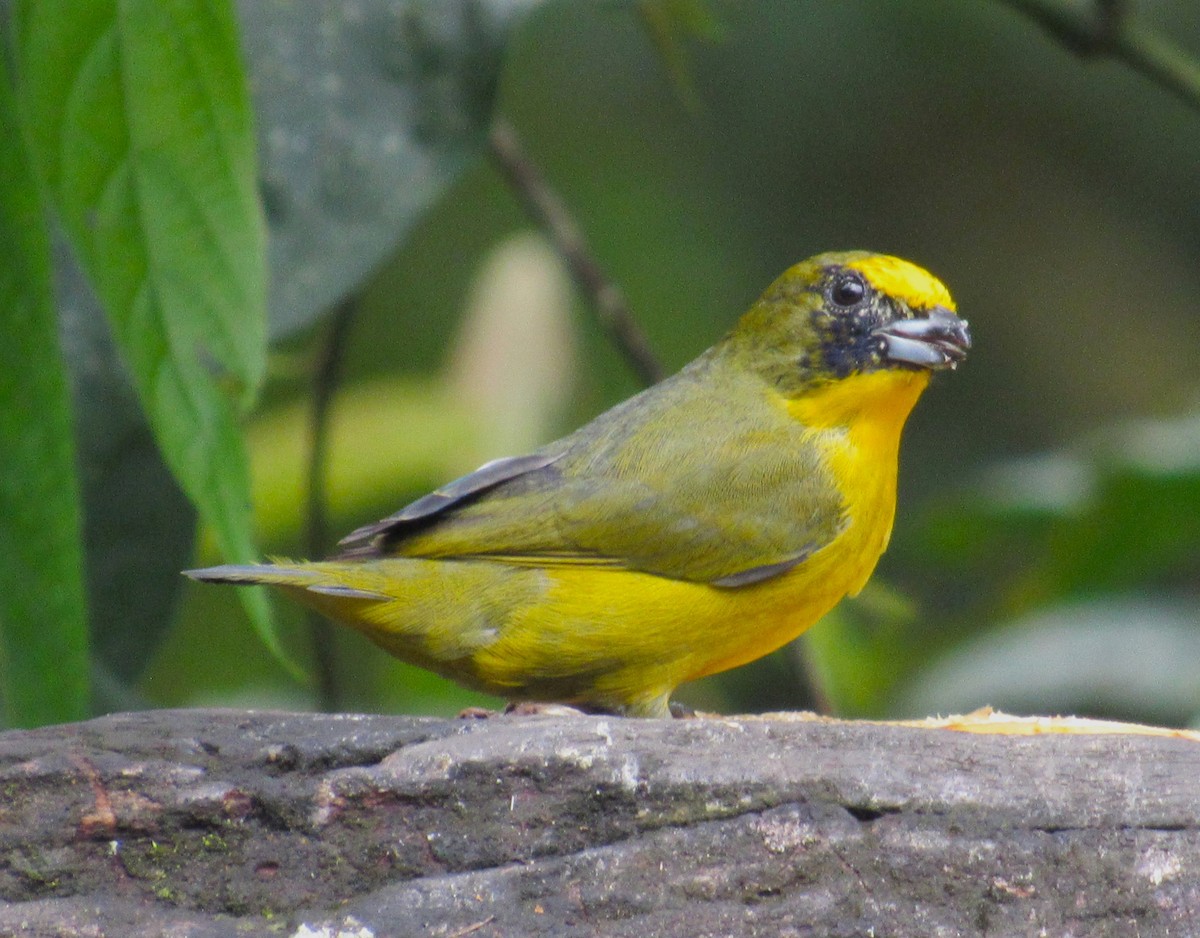 Thick-billed Euphonia - Julie  Michael