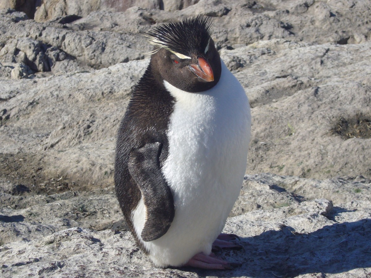 Southern Rockhopper Penguin - ML617695973