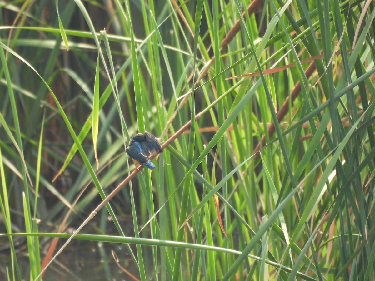 Common Kingfisher - ML617696005