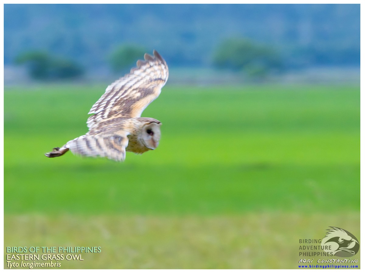 Australasian Grass-Owl - ML617696141