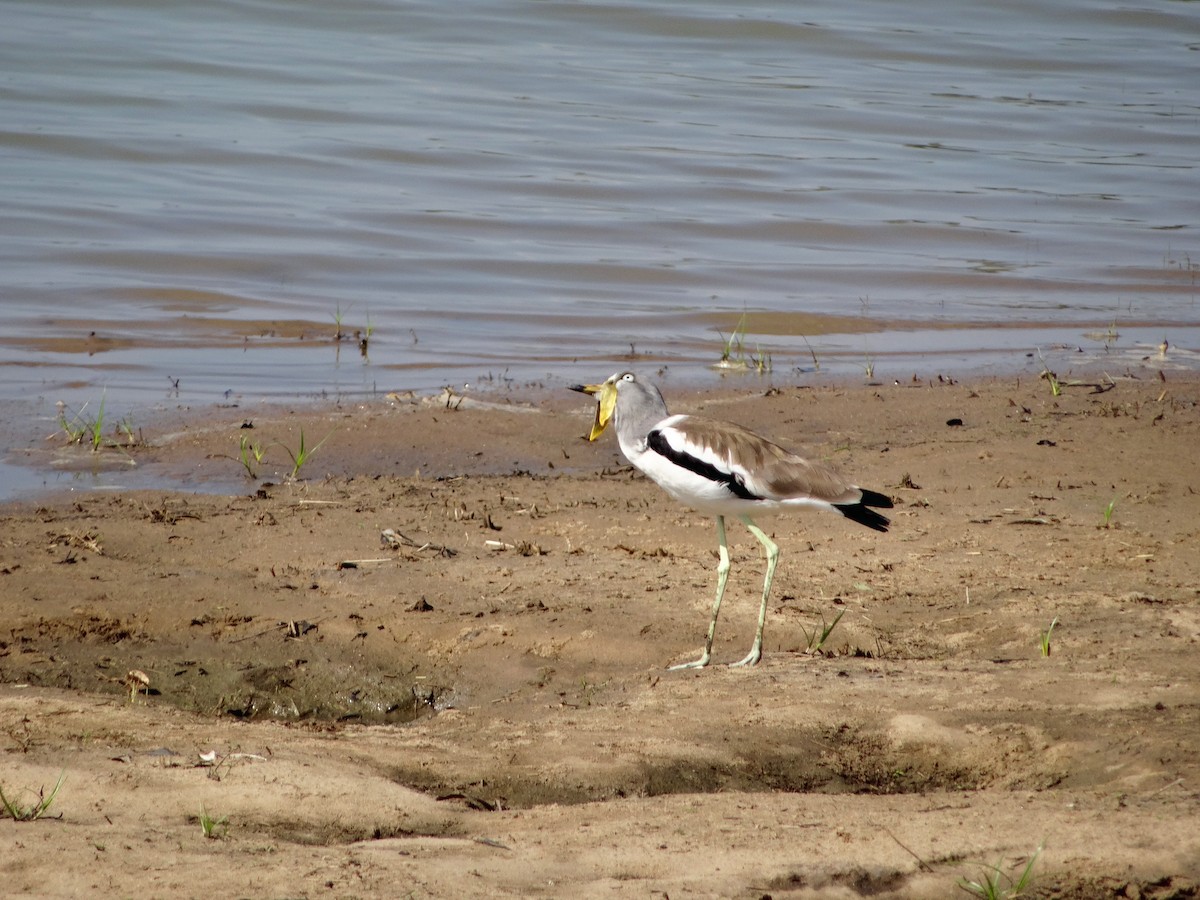 White-crowned Lapwing - Padrick Anderson