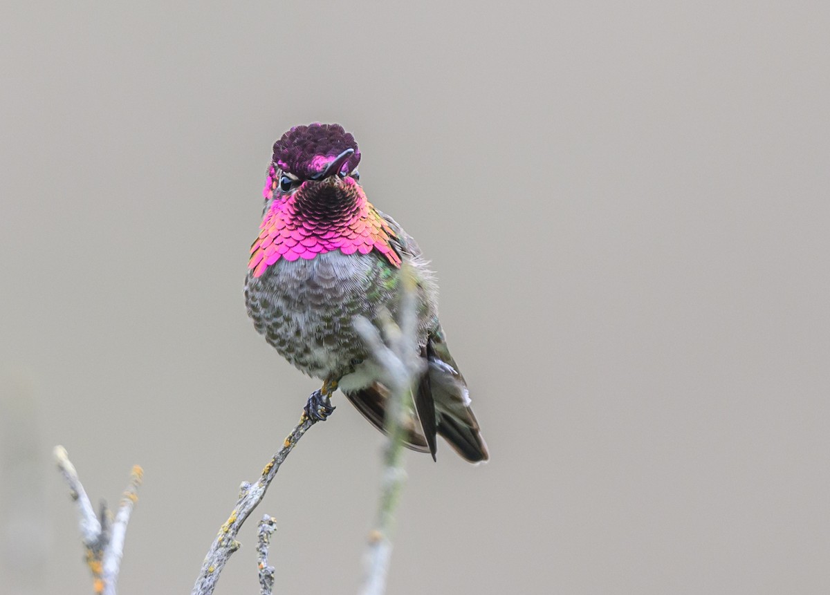 Anna's Hummingbird - ML617696169
