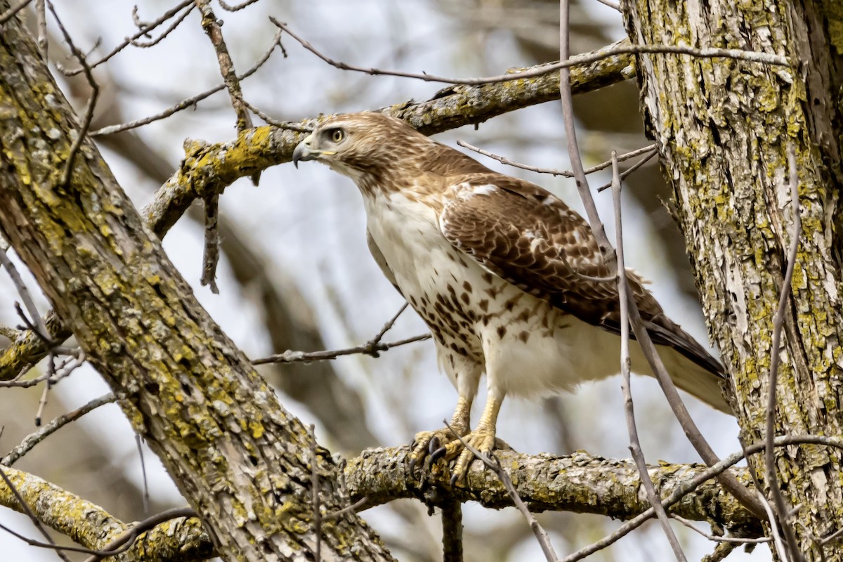Red-tailed Hawk - ML617696174