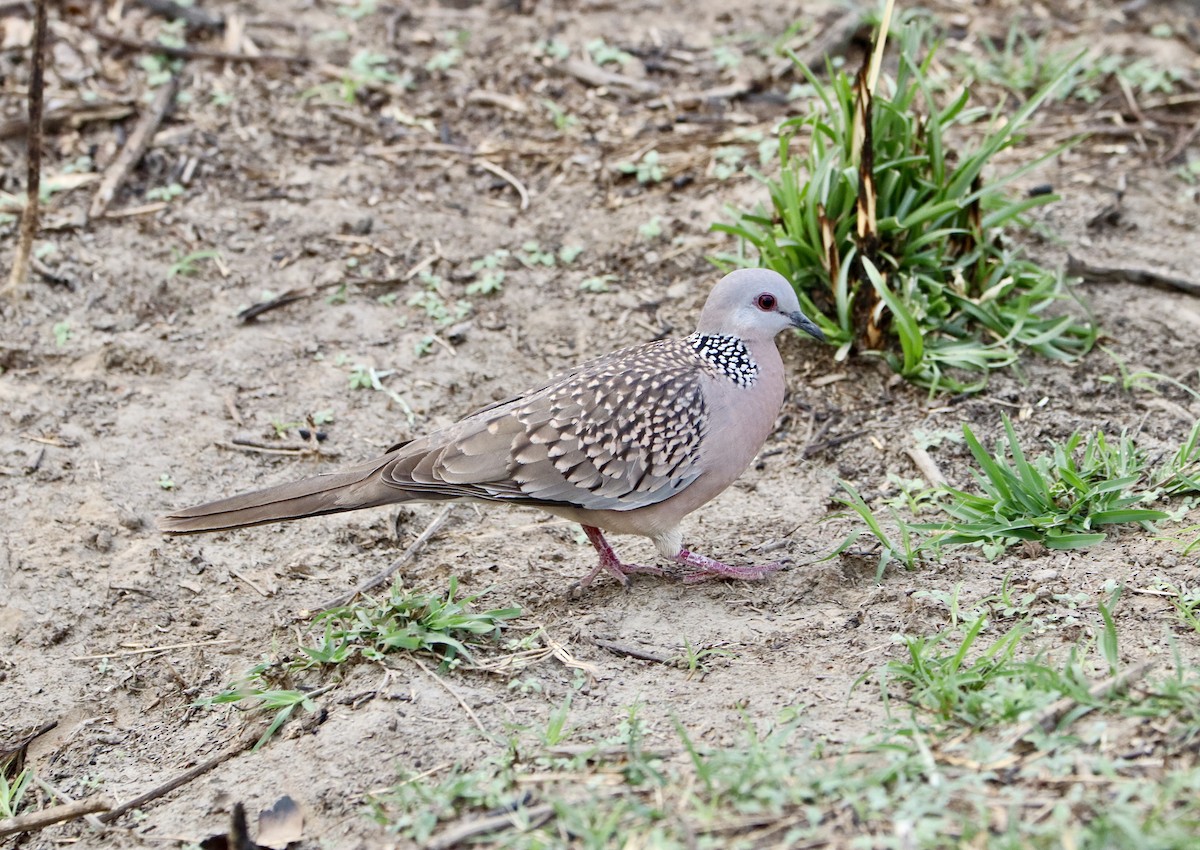 Spotted Dove - ML617696196