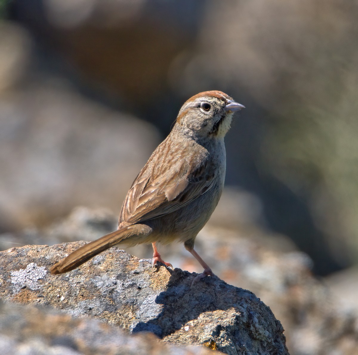 Rufous-crowned Sparrow - ML617696212