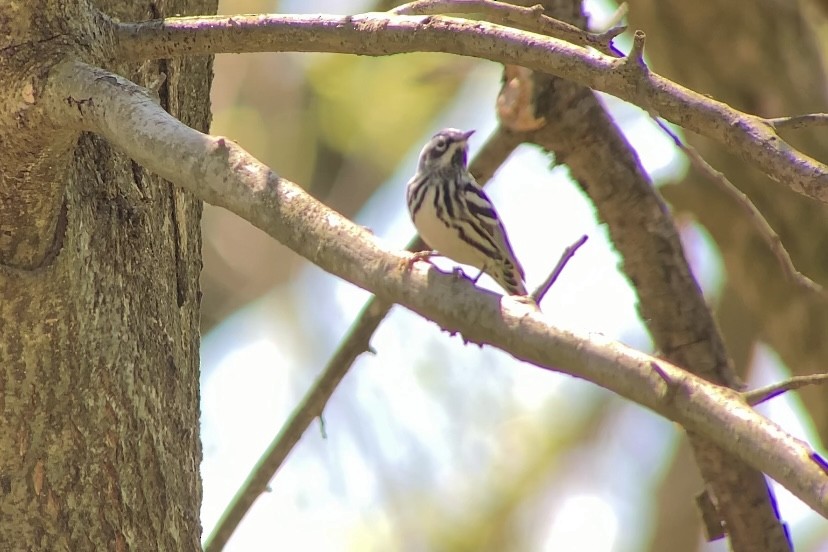 Black-and-white Warbler - ML617696229