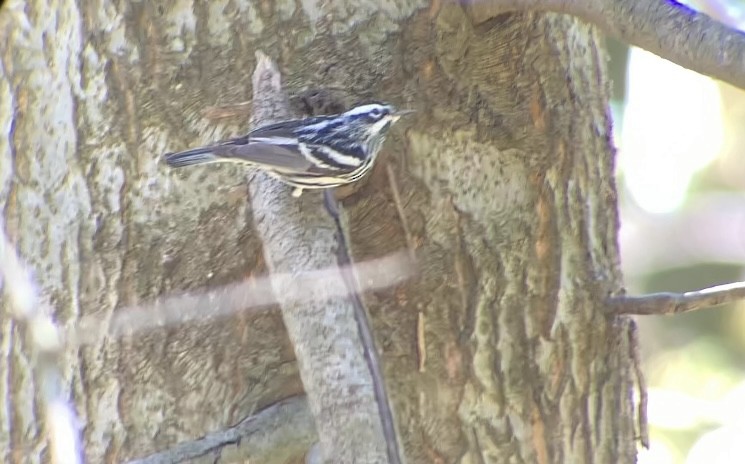 Black-and-white Warbler - ML617696230