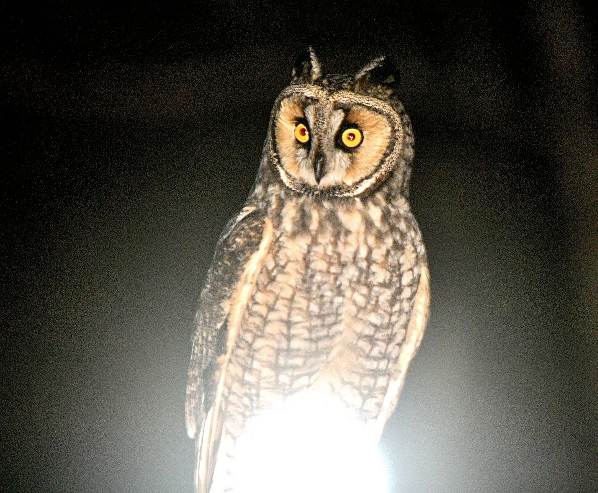 Long-eared Owl - ML617696256