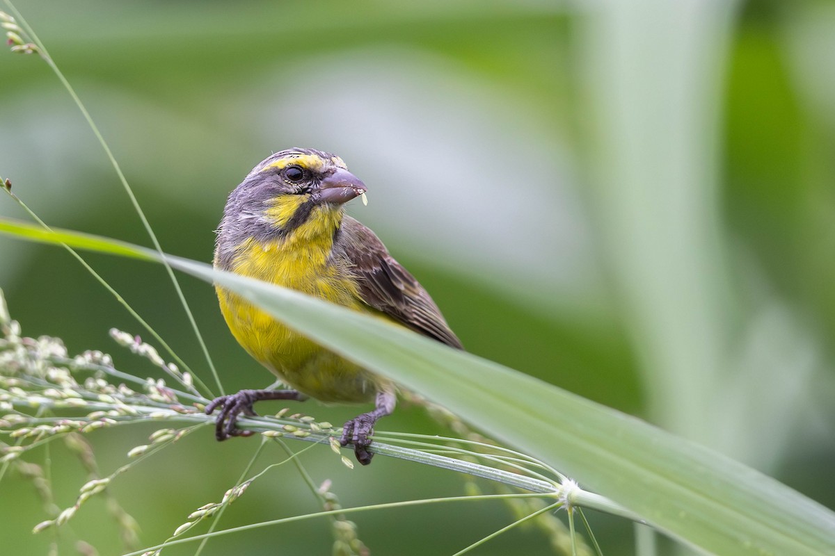 Yellow-fronted Canary - ML617696294