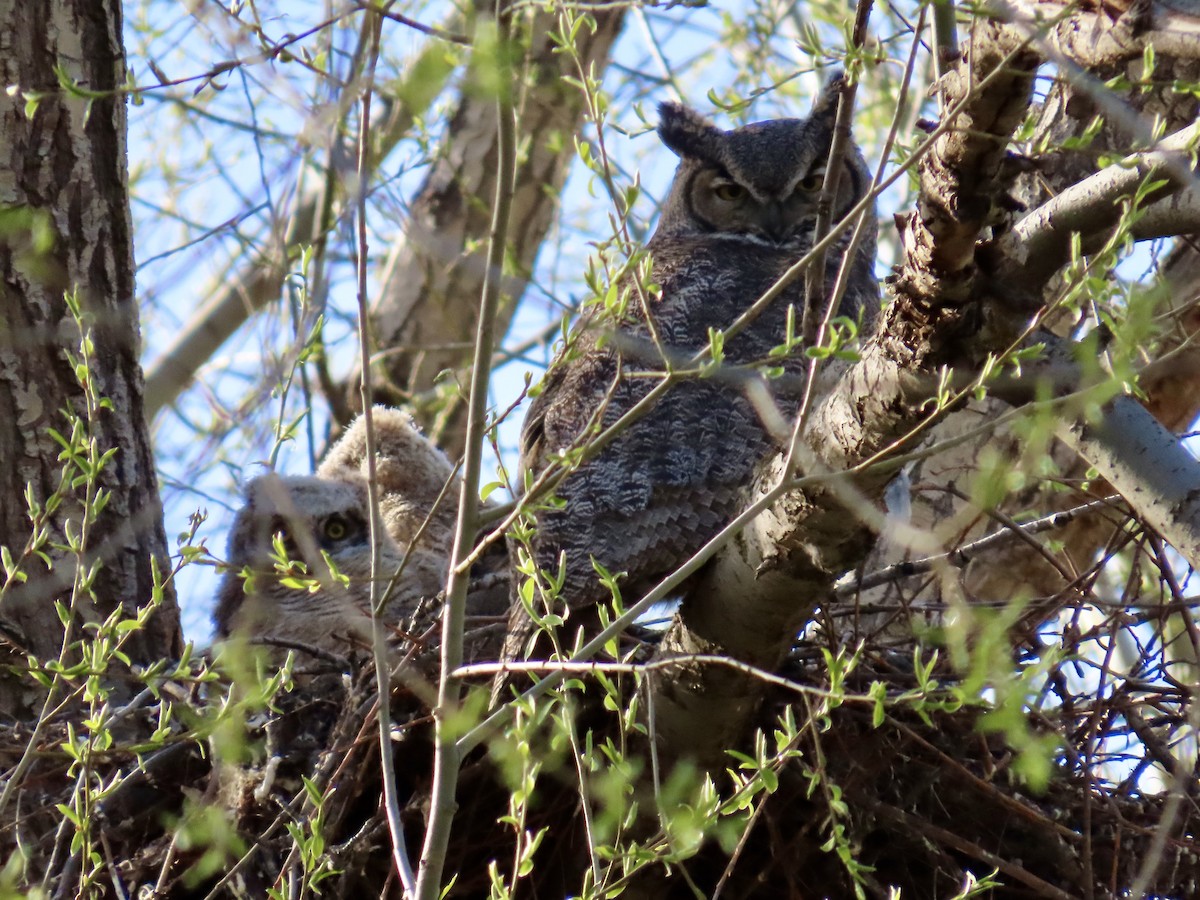 Great Horned Owl - ML617696303