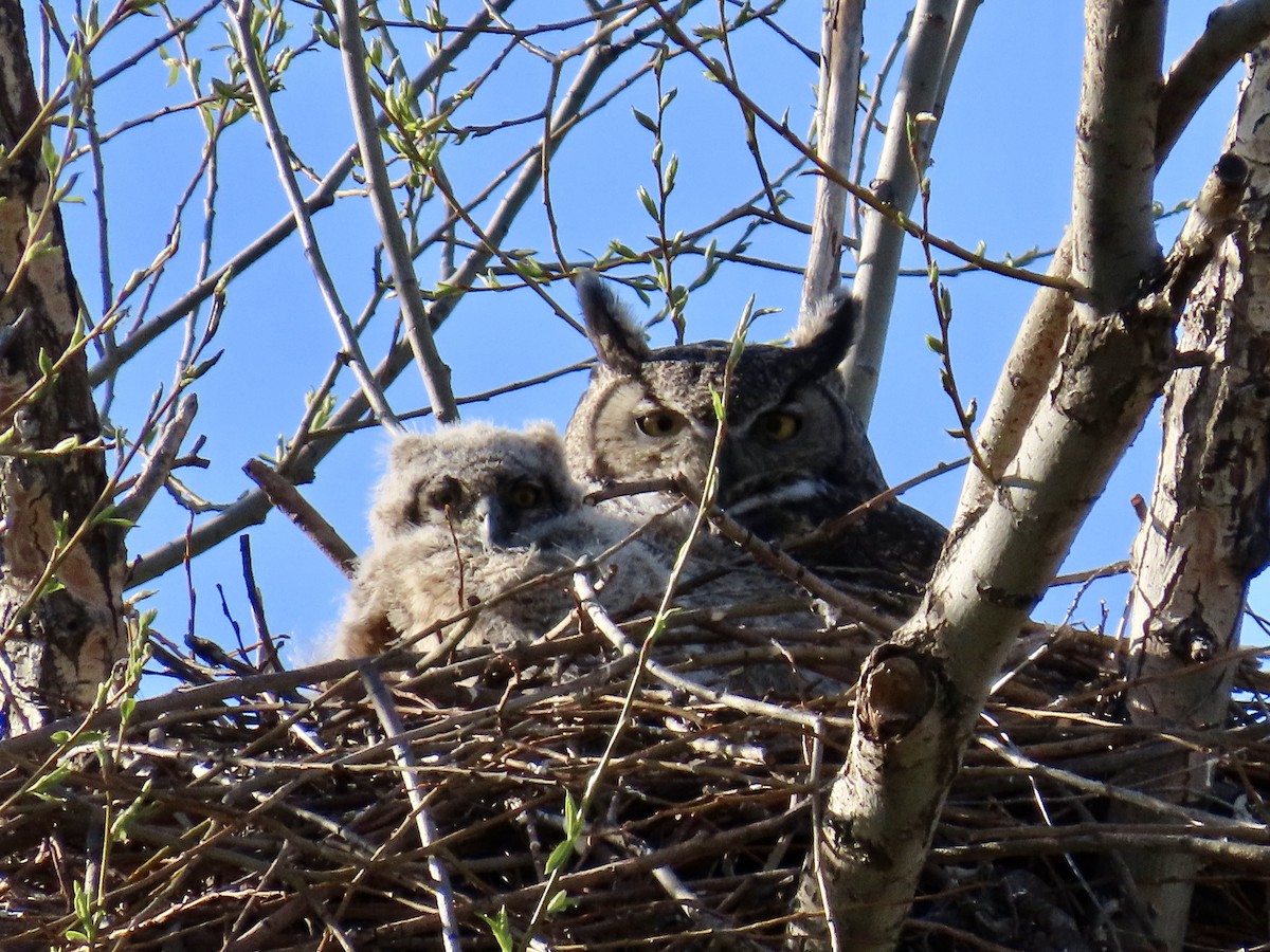 Great Horned Owl - ML617696304