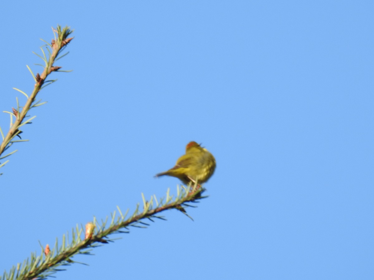 Orange-crowned Warbler - ML617696309