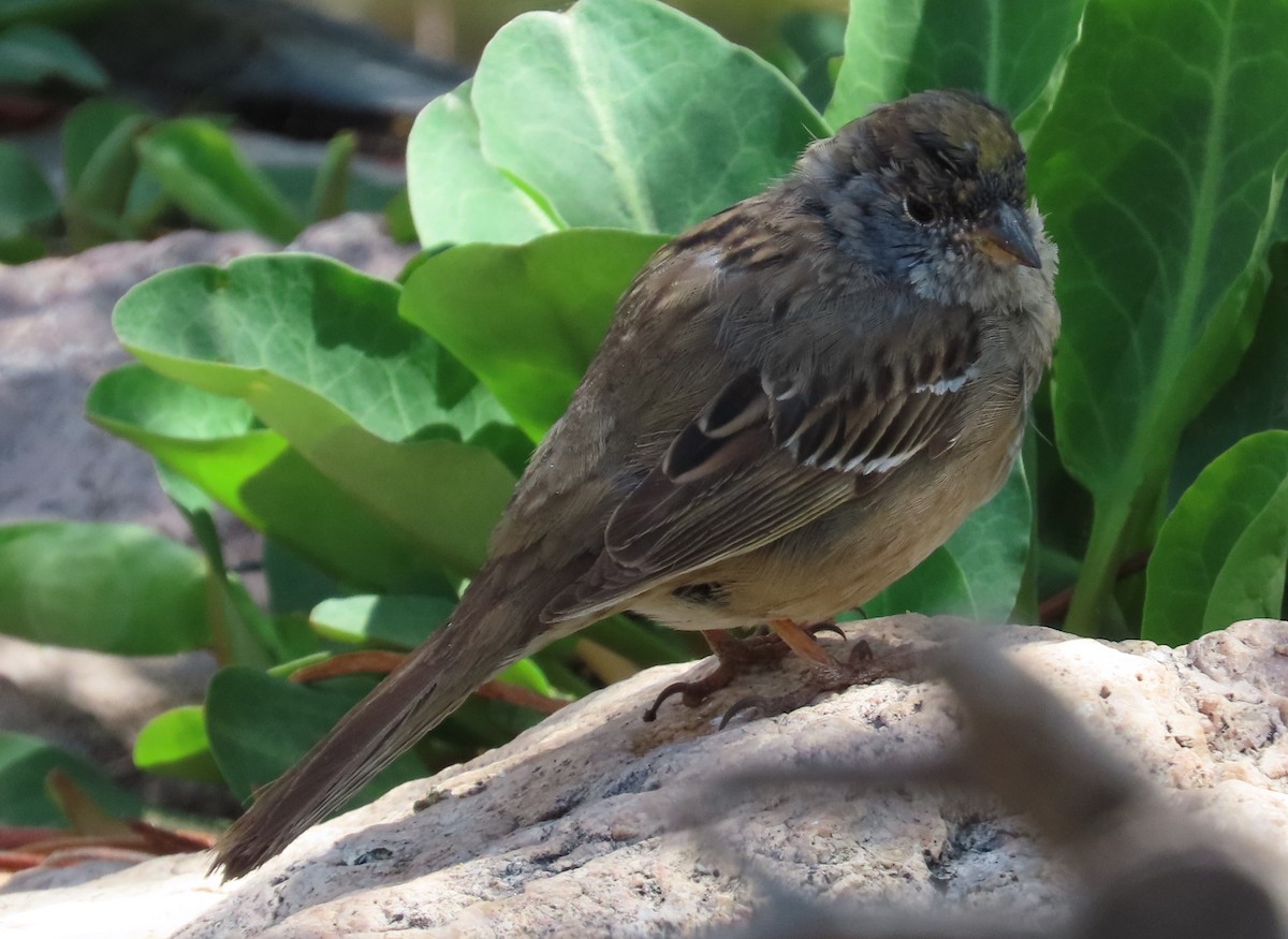 Golden-crowned Sparrow - ML617696323
