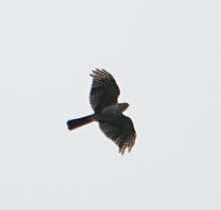 Sharp-shinned Hawk (Plain-breasted) - ML617696362