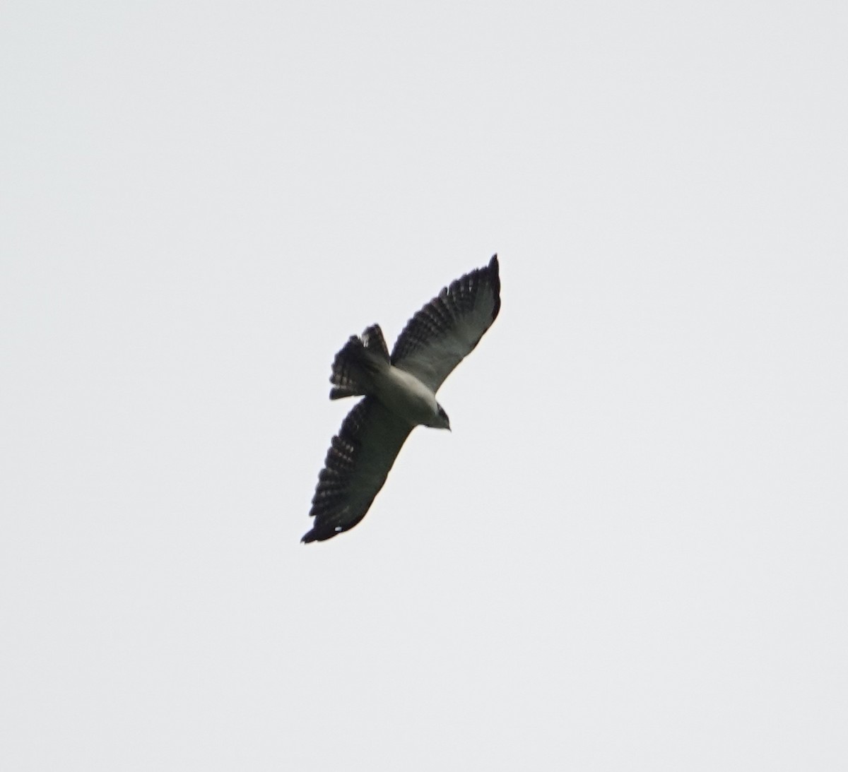 Short-tailed Hawk - ML617696392