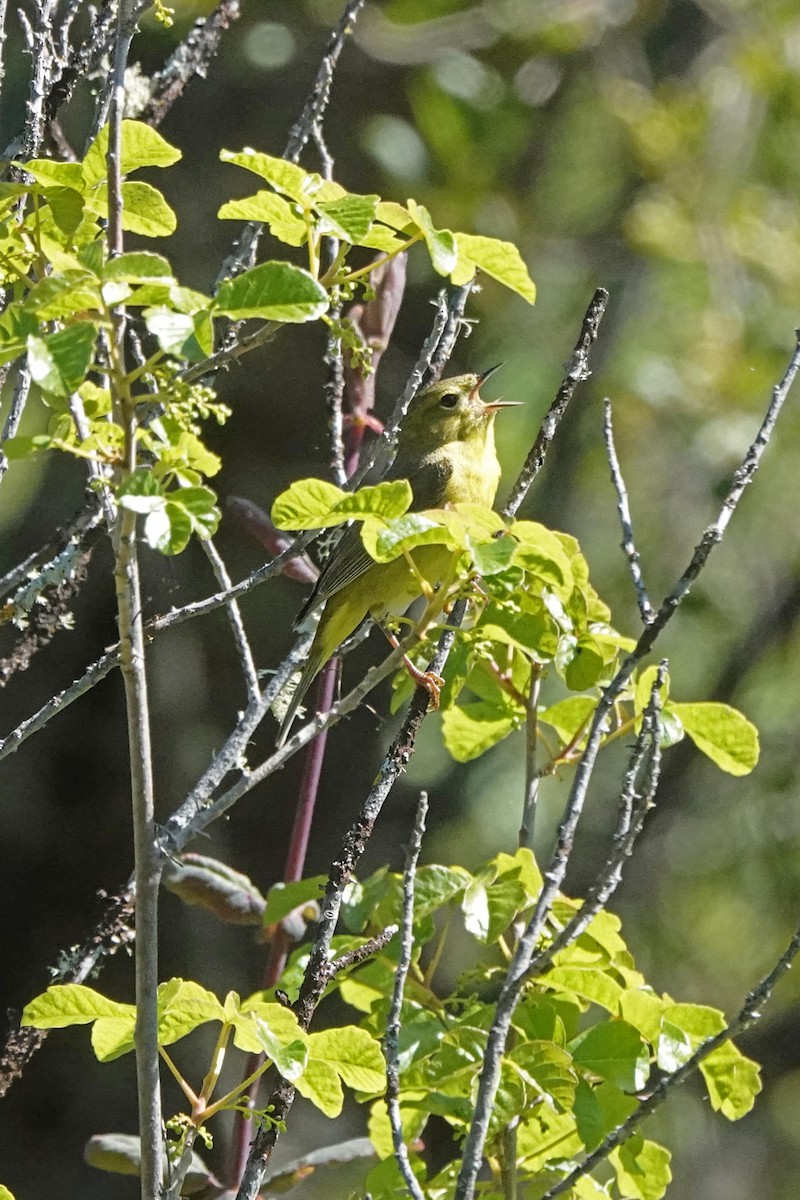 Orange-crowned Warbler - ML617696397