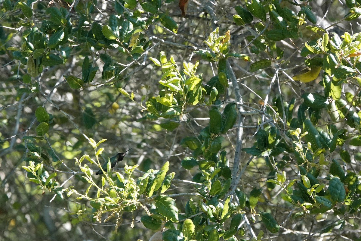 Orange-crowned Warbler - ML617696398