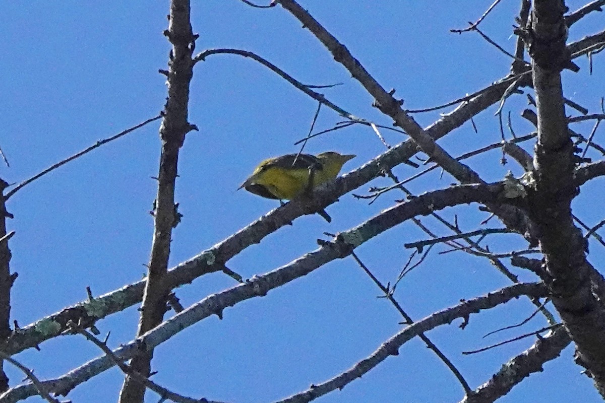 Western Tanager - ML617696407