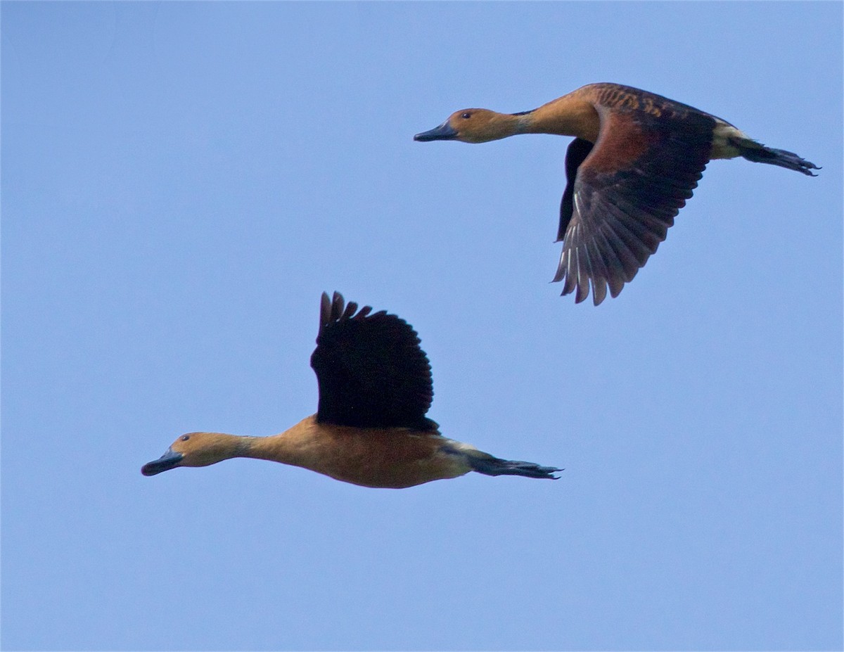 Fulvous Whistling-Duck - ML617696420
