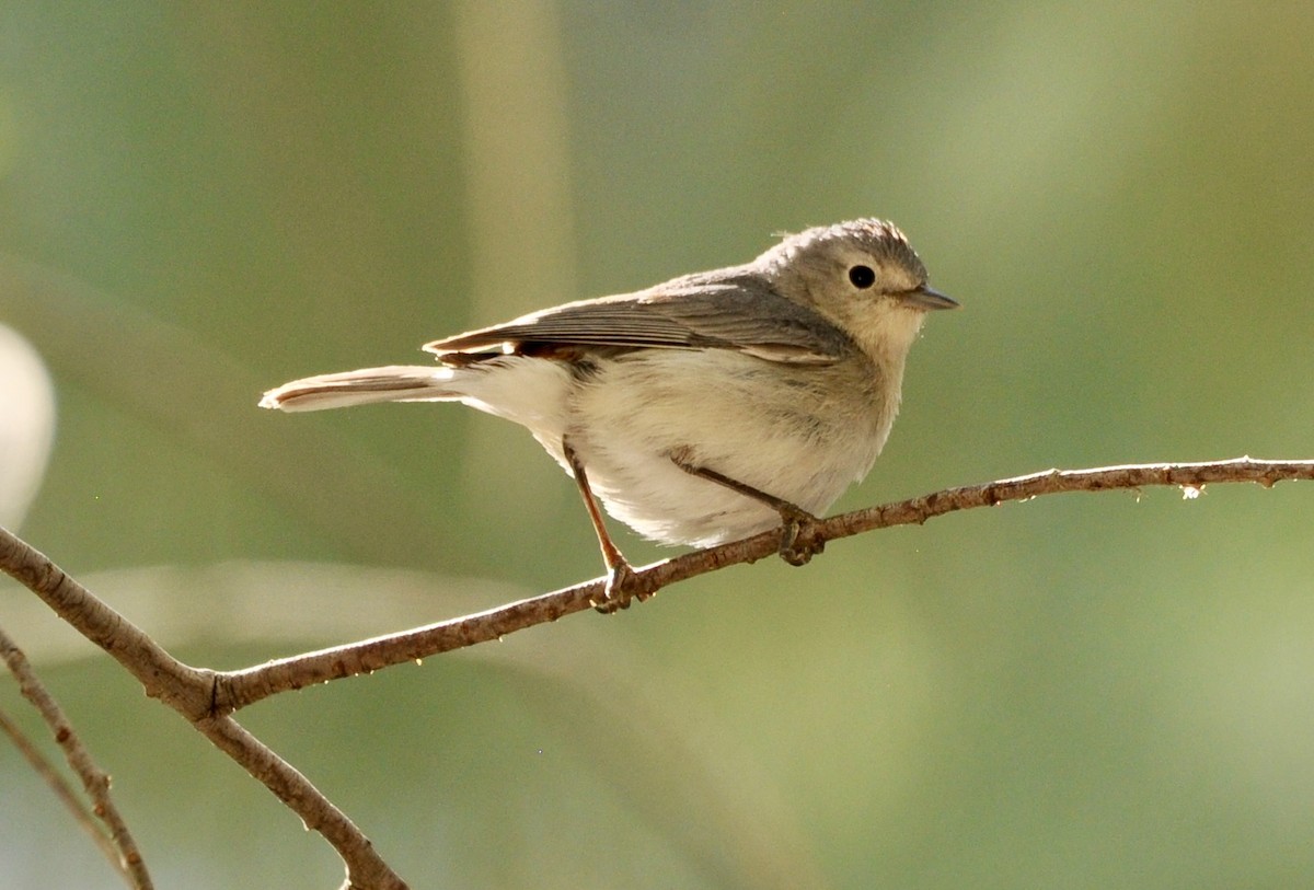 Lucy's Warbler - ML617696436