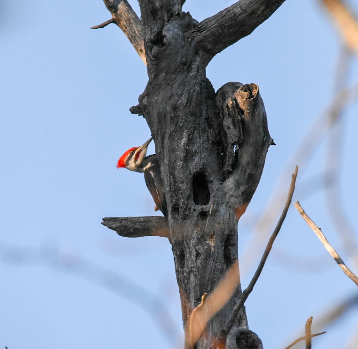 Pileated Woodpecker - ML617696465