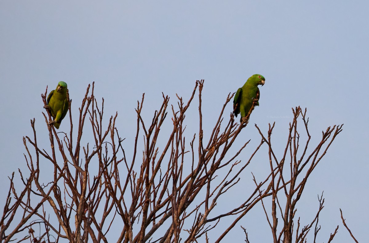 Yellow-naped Parrot - Barbara S