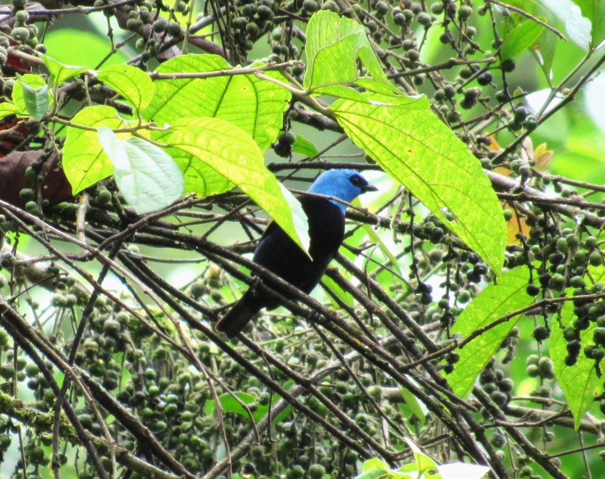 Blue-necked Tanager - ML617696536