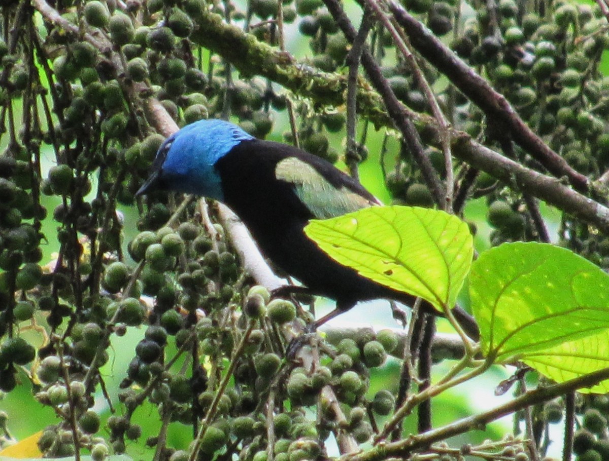 Blue-necked Tanager - ML617696537