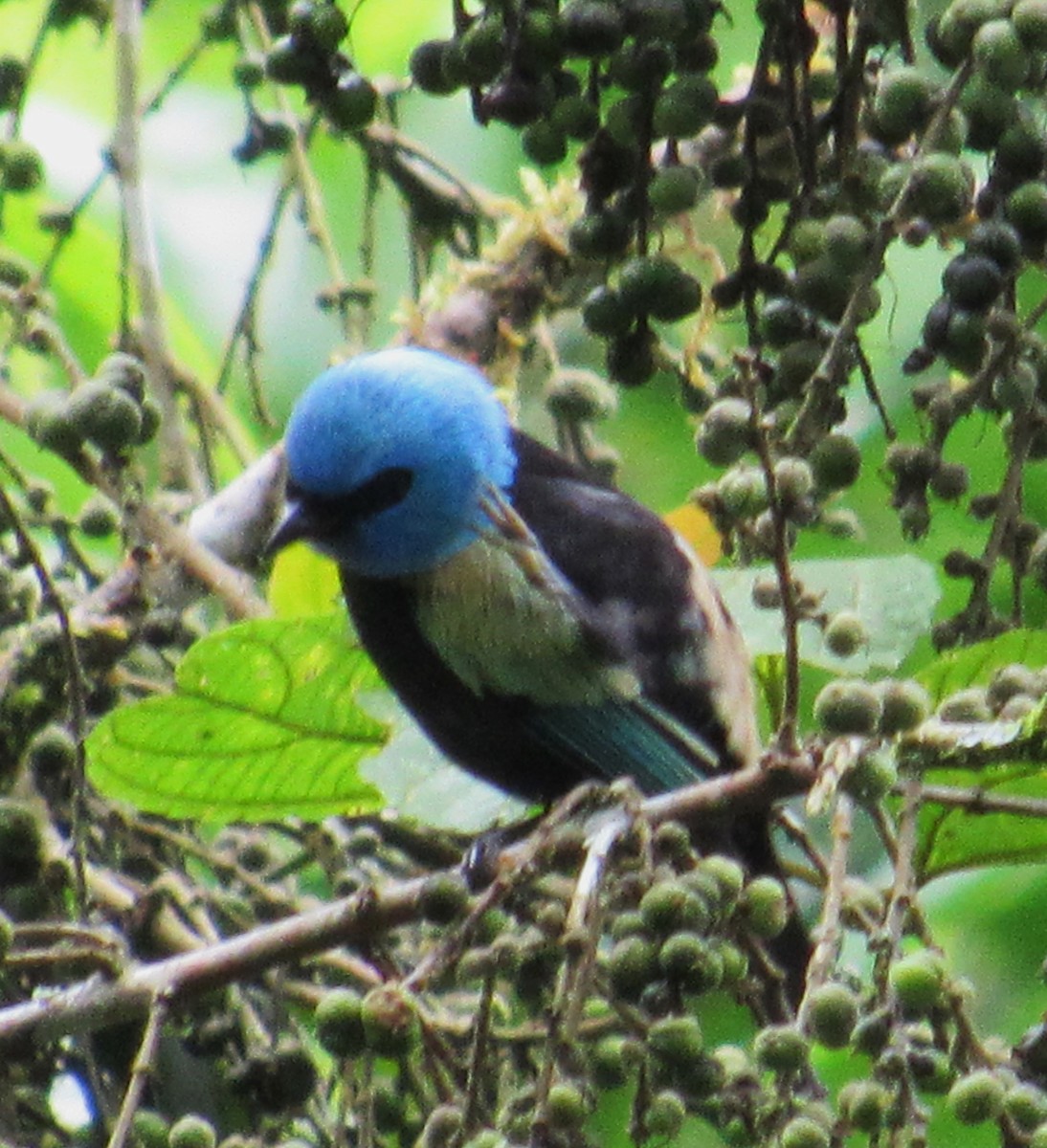 Blue-necked Tanager - ML617696538